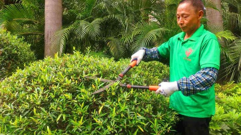 百慕大草坪休眠期施肥，这样做才科学**