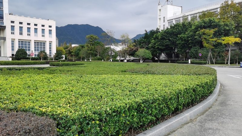 高端酒店花卉租摆：如何避免常见误区，打造绿意盎然空间**